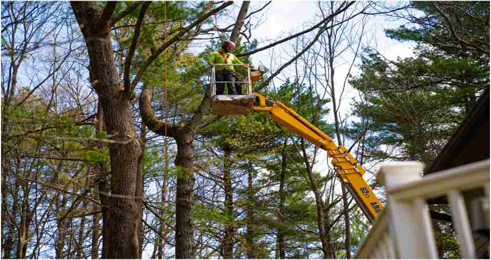 6 Benefits of Hiring Professional Tree Services